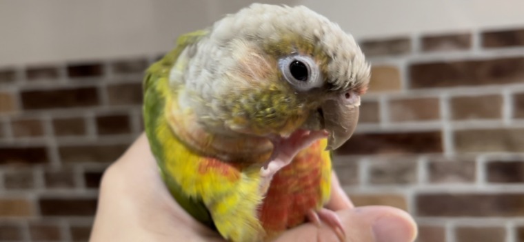 悩むウロコインコ