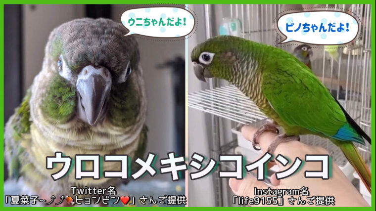 ウロコメキシコインコ