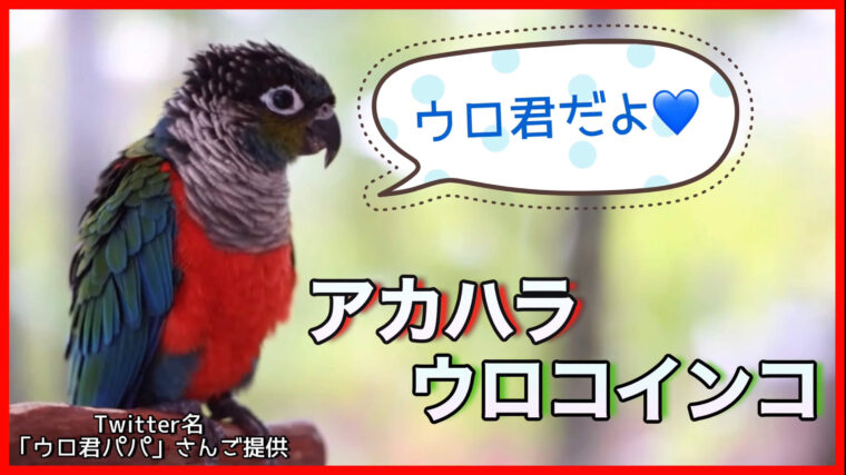 アカハラウロコインコ