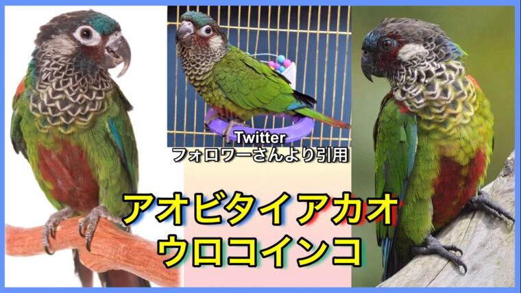 アオビタイアカオウロコインコ