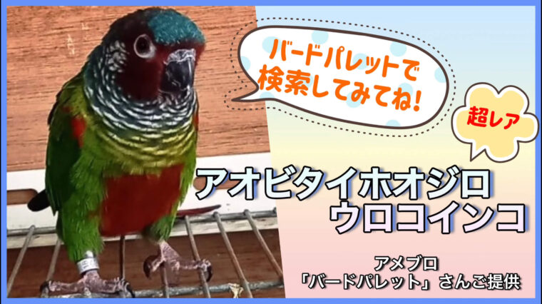 アオビタイホオジロウロコインコ