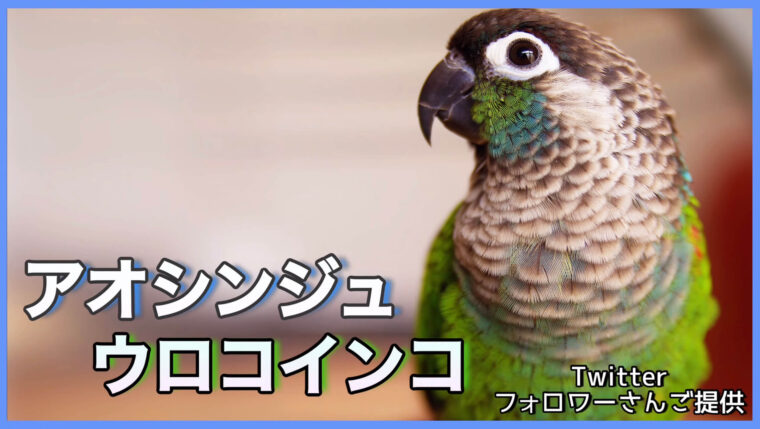 アオシンジュウロコインコ