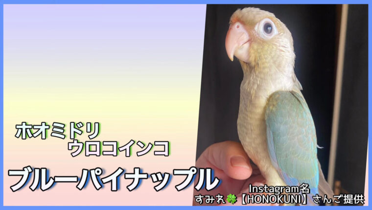 ウロコインコブルーパイナップル