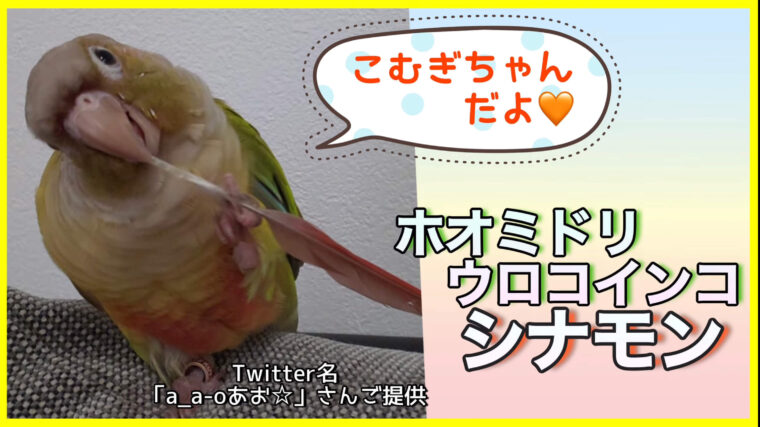 ウロコインコシナモン