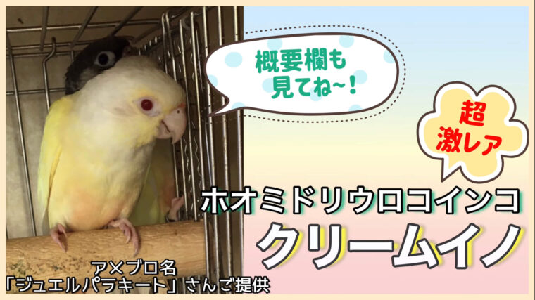 ウロコインコクリームイノ