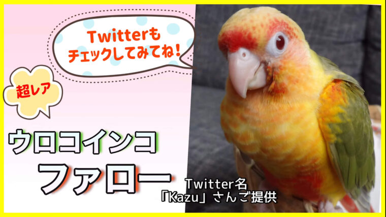 ウロコインコファロー