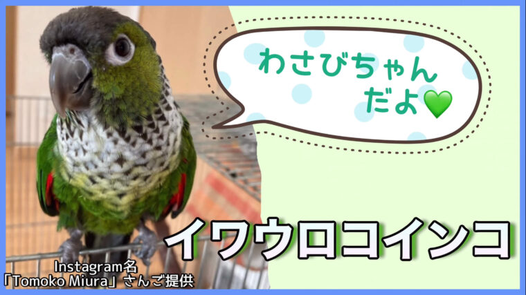 イワウロコインコ