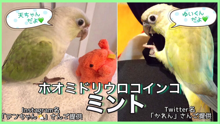 ウロコインコミント