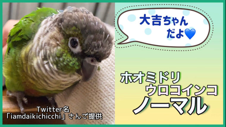 ホオミドリウロコインコノーマル