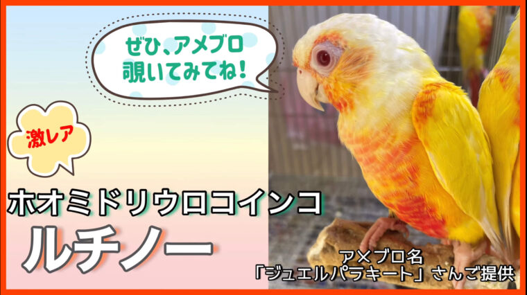 ウロコインコルチノー