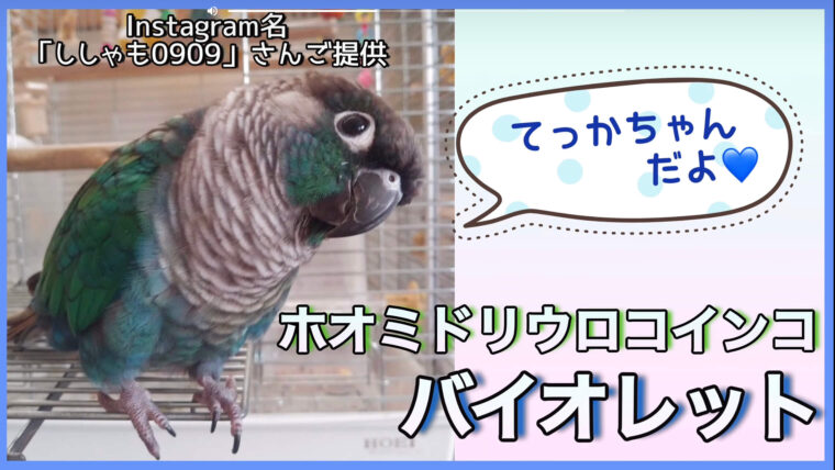 ウロコインコバイオレット