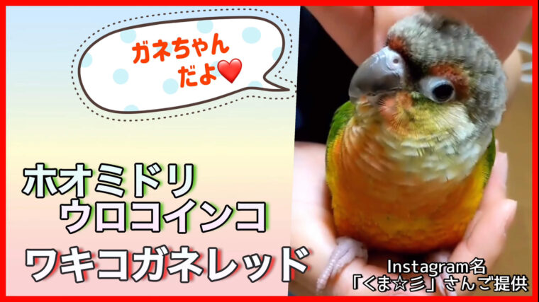 ウロコインコワキコガネレッド