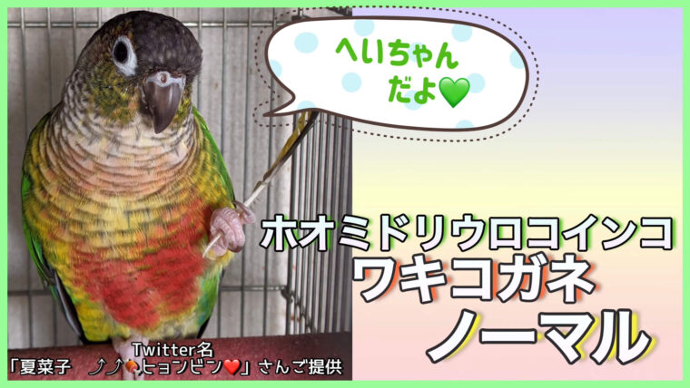 ウロコインコワキコガネノーマル