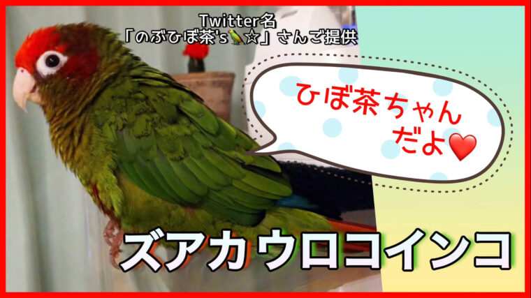 ズアカウロコインコ