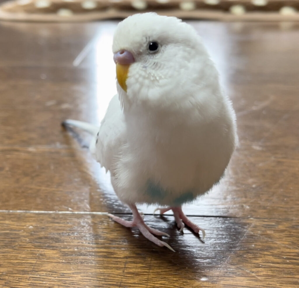 セキセイインコの白ハル