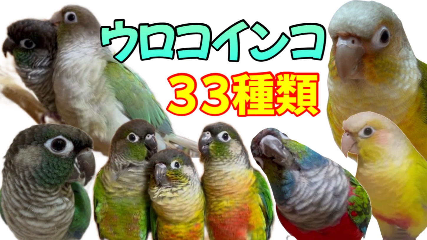 ウロコインコの種類33選！人気カラーからレア種まで一挙に紹介！ | ウロコインコ.com